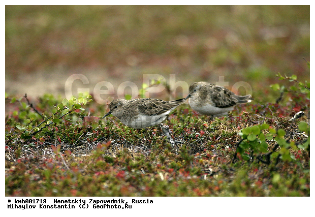 �������� ������, ��������, ��������, ��������, �����������, �����, �����, �����, ������, XYZ, ���������, Scolopacidae, ����������� ��������, Calidris temminckii